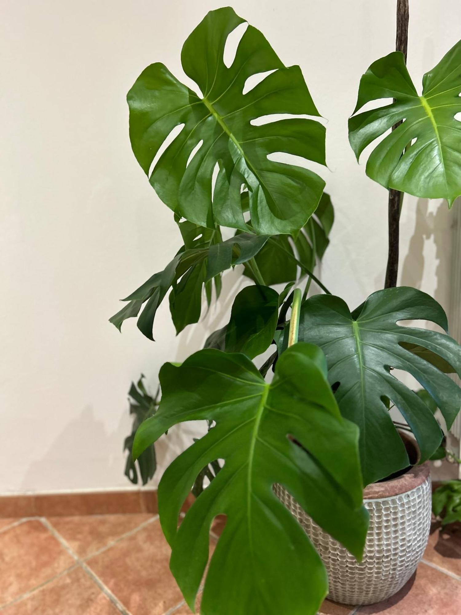 Apartamento Le Tre Orchidee *